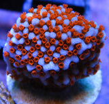 Superman Montipora