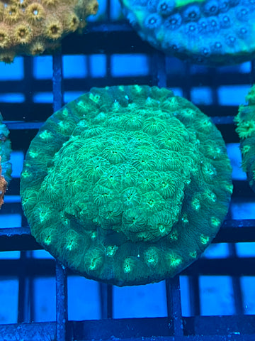 PWC Hulk Cyphastrea