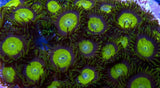 King Midas Zoa