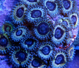 Queen Strat Zoa