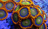 Mandarin Zoa