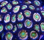 Daisy Dukes Zoa