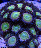 Space Juice Zoa