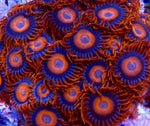 Orange Oxide Zoa