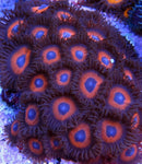 Kedd's Red Zoa