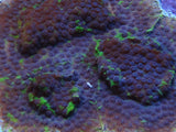 Purple People Eater Cyphastrea