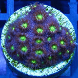 Bling Bling Cyphastrea