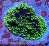 Neon Spongiodes Montipora