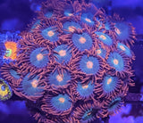 Gatorade Zoa