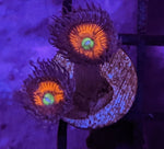 Ultimate Gobstopper Zoa