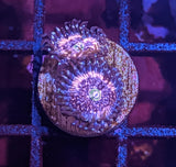 Pink Zipper Zoa