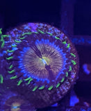 Nirvana Zoa