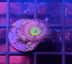 Chuckie's Bride /  Pink Hippo Zoa