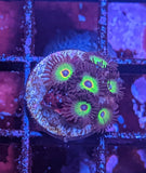 Bob Marley Zoa