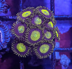 King Midas Zoa