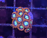 Firecracker Zoa