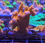 Montipora Setosa