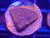 Mystic Sunset Montipora