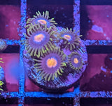 Blowpops Zoa