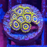 24K Zoa