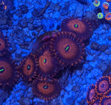 Red People Eater Zoa