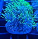 Green Star Polyp