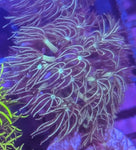 Green Star Polyp