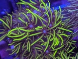 Green Star Polyp