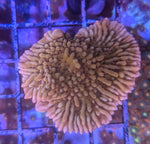 Nauti Spiral Montipora