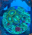 Radioactive Dragon Eyes Zoa