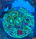 Radioactive Dragon Eyes Zoa