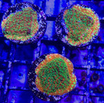 Sunset Montipora