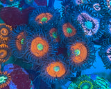 Ultimate Gobstopper Zoa