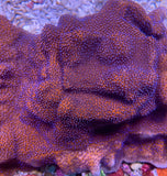 Mystic Sunset Montipora