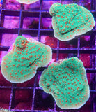 Season's Greetings Montipora