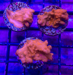 Montipora Setosa