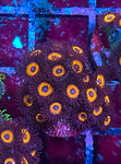 Tangerine Dream Zoa