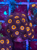 Tangerine Dream Zoa